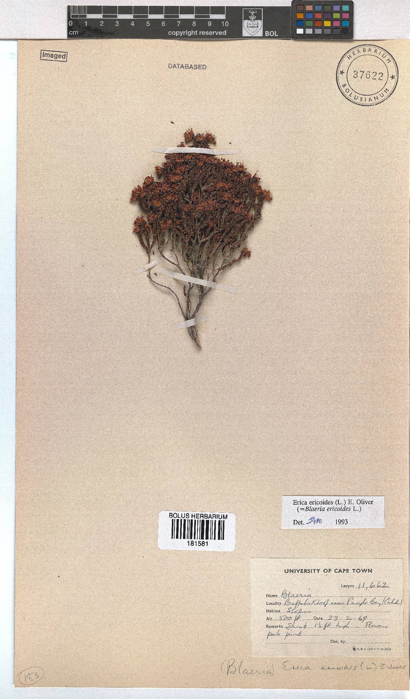 Erica ericoides image