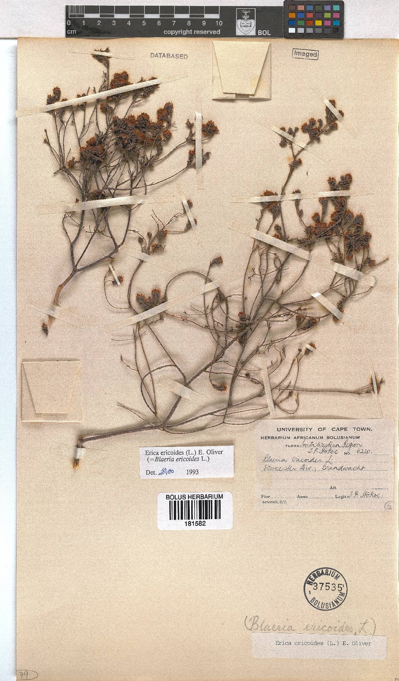 Erica ericoides image