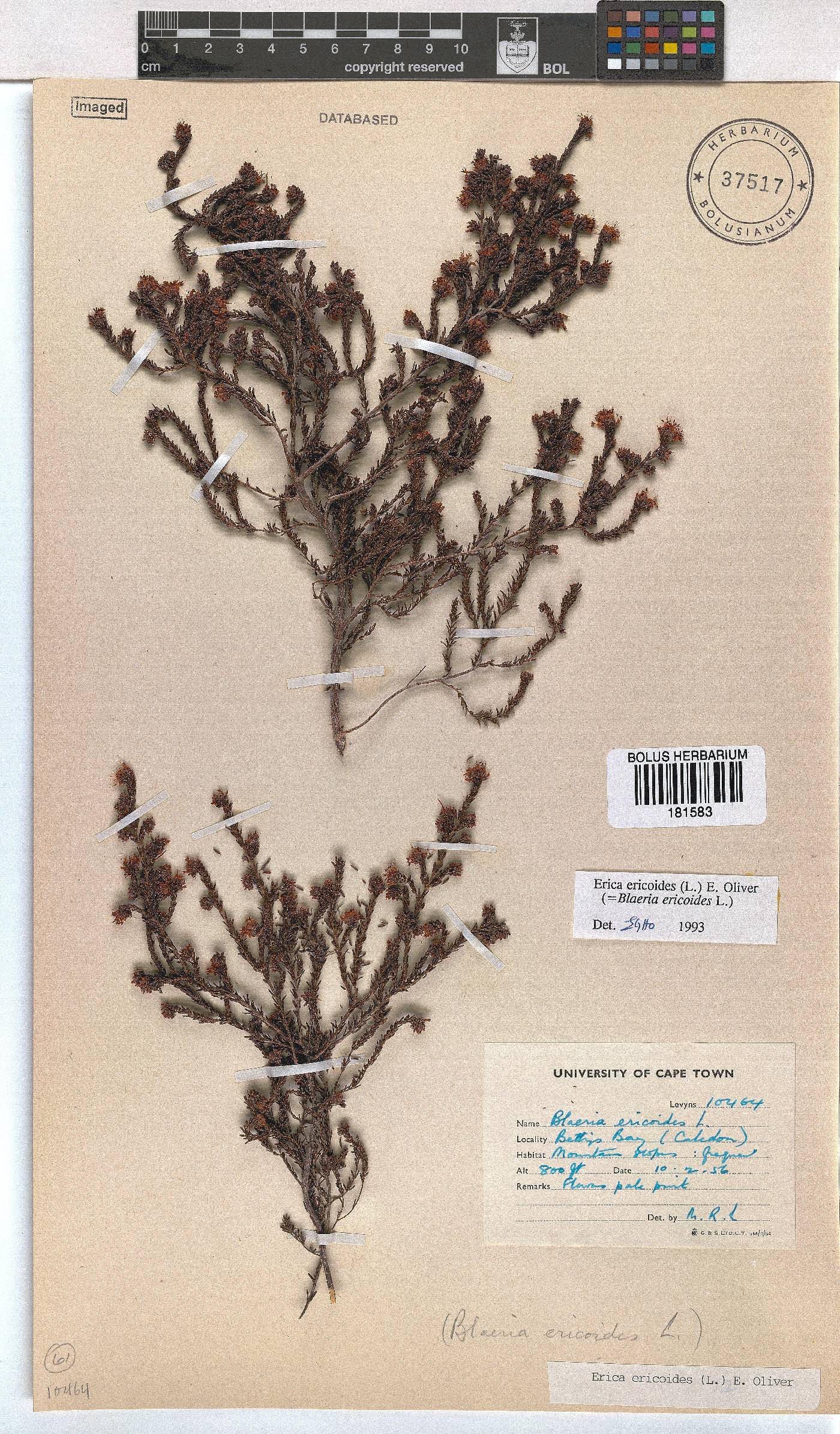 Erica ericoides image