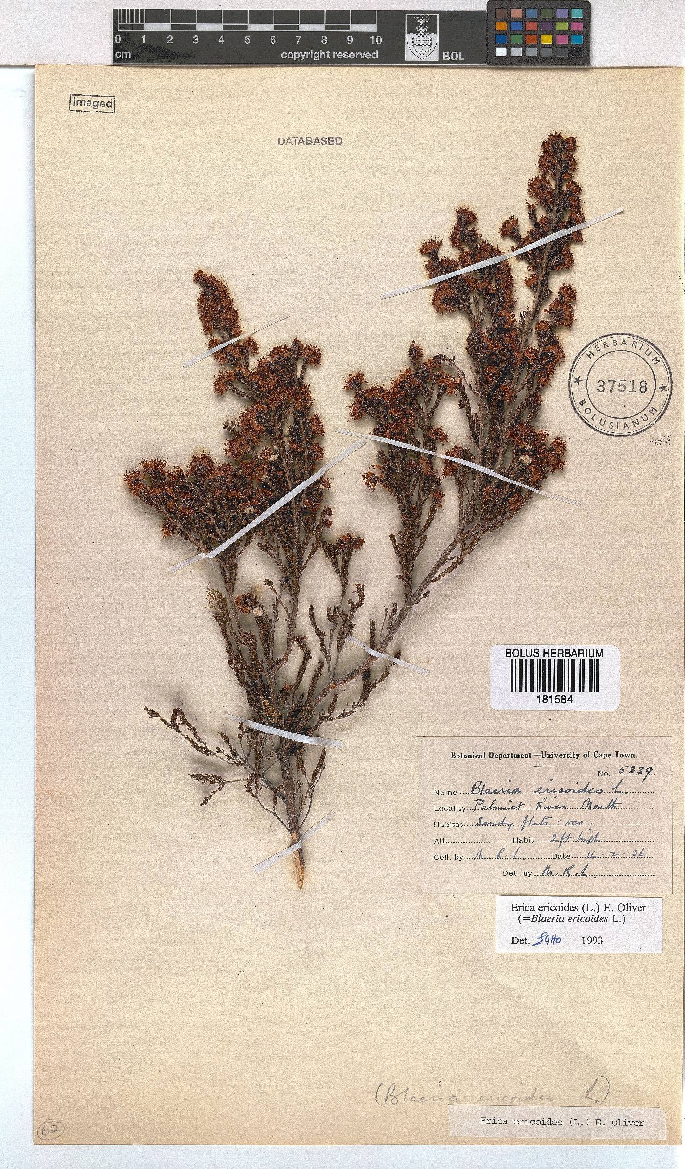 Erica ericoides image