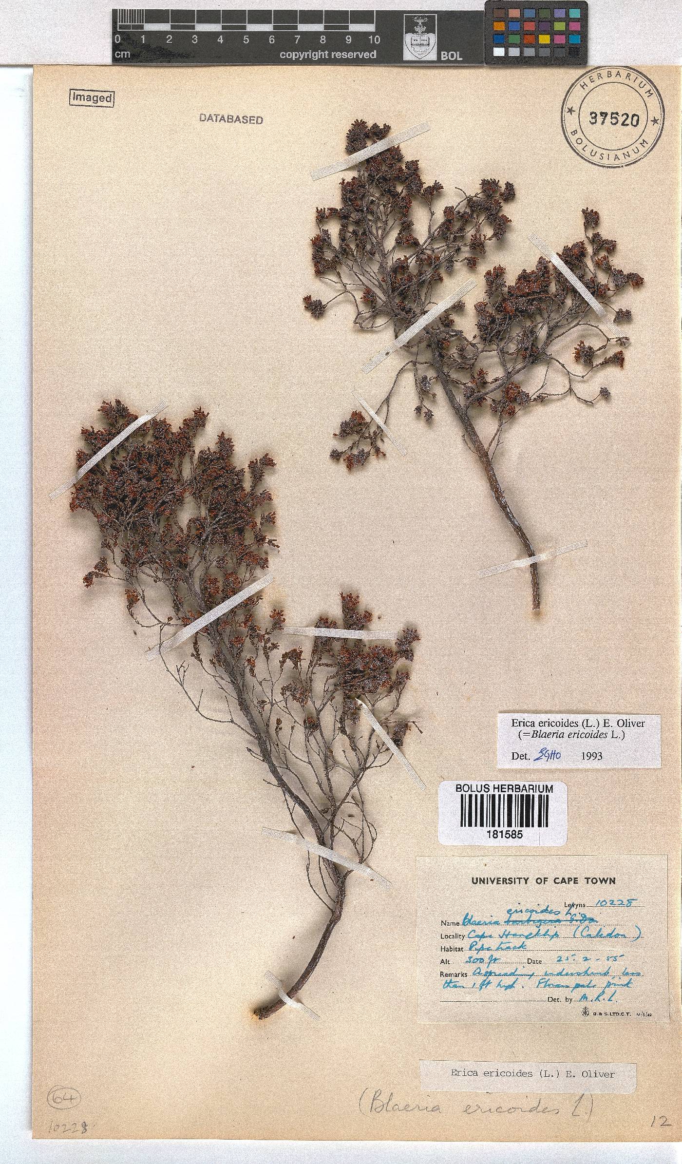 Erica ericoides image