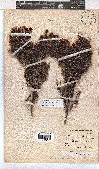 Erica ericoides image