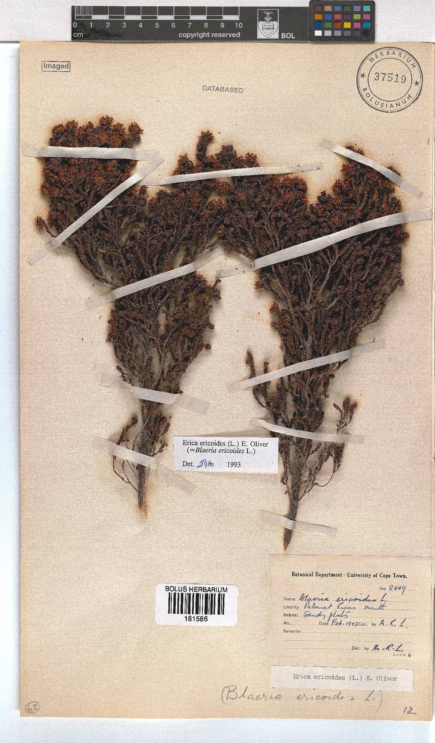 Erica ericoides image