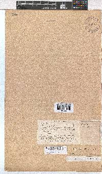 Erica ericoides image