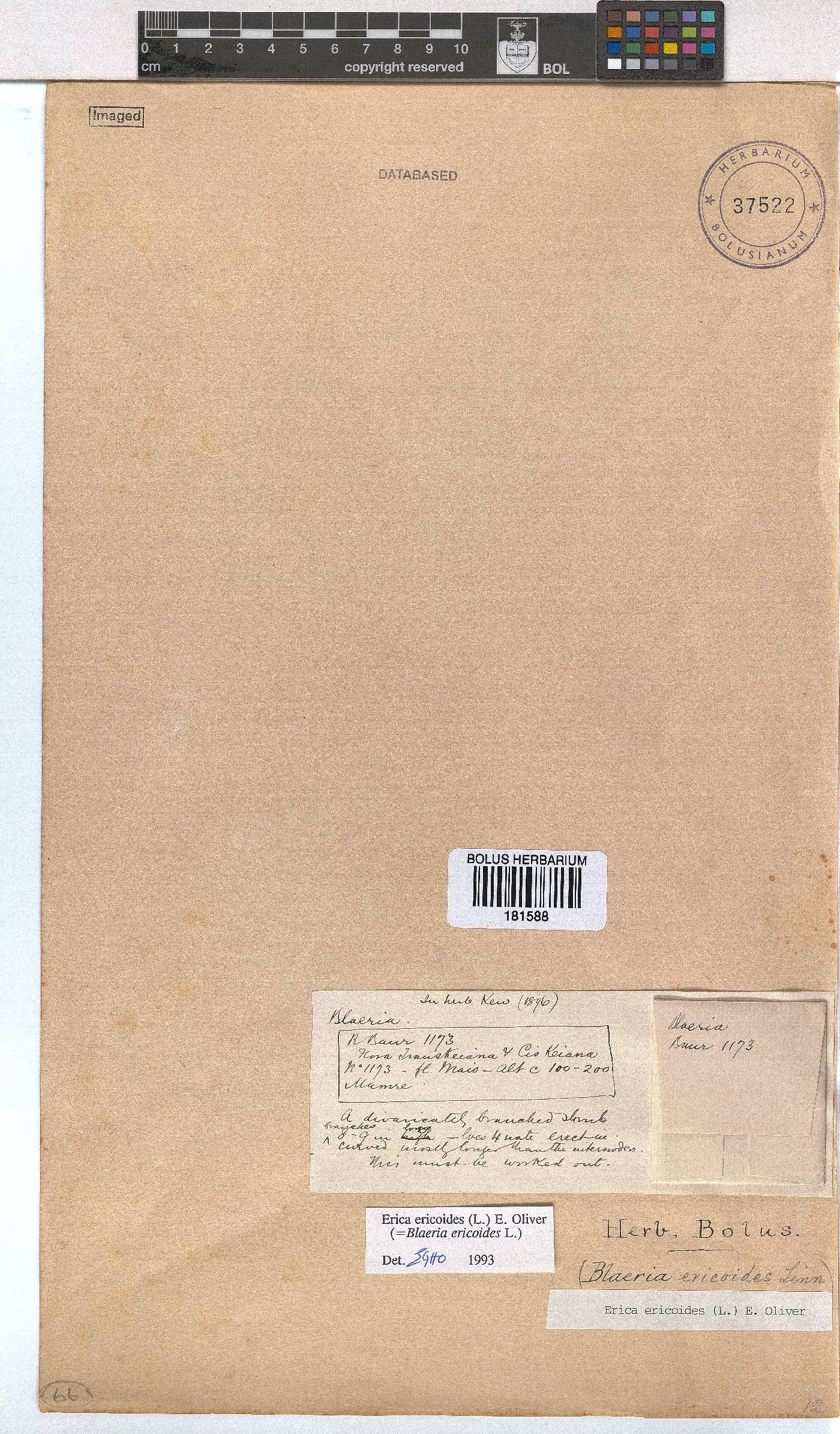 Erica ericoides image