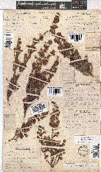 Erica ericoides image