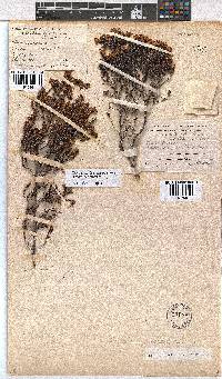 Erica ericoides image