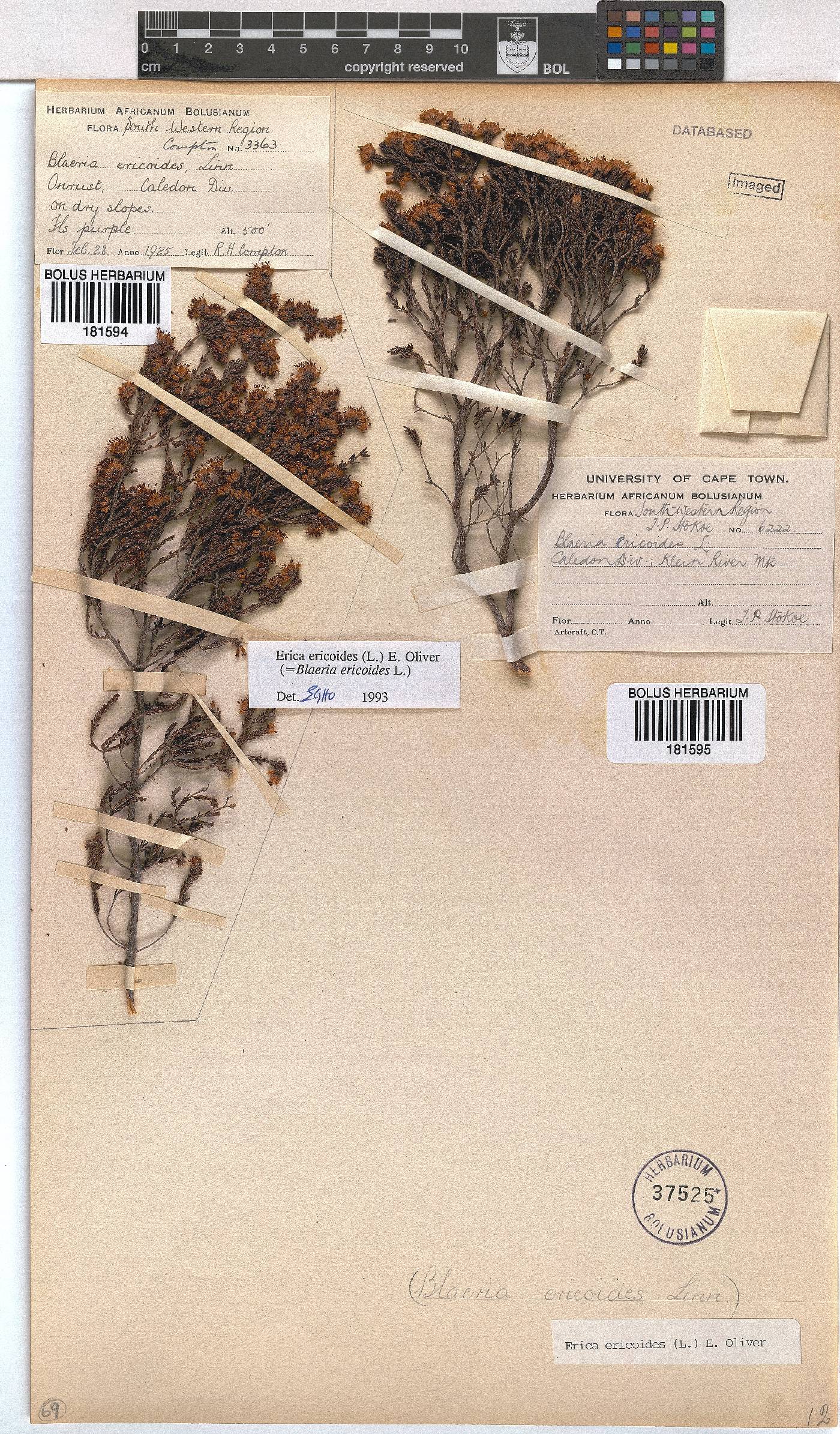 Erica ericoides image