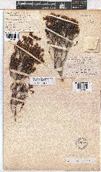 Erica ericoides image