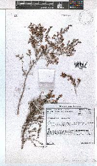 Erica fuscescens image