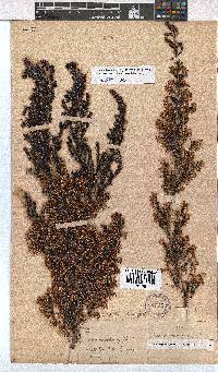 Erica fuscescens image