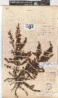 Erica fuscescens image