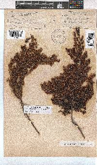 Erica fuscescens image