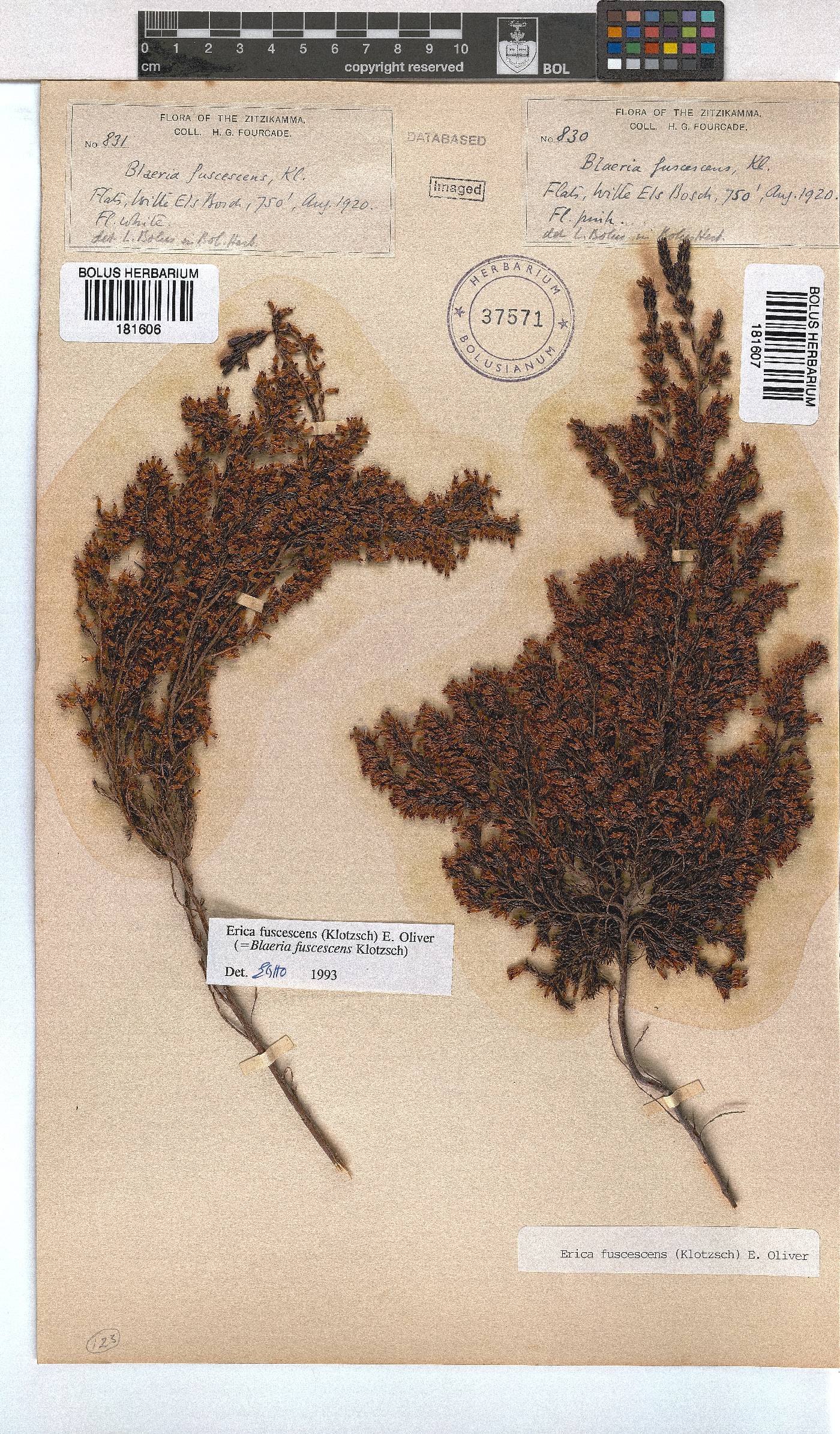 Erica fuscescens image