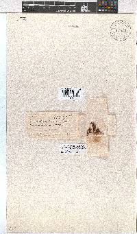 Erica fuscescens image