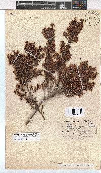 Erica fuscescens image