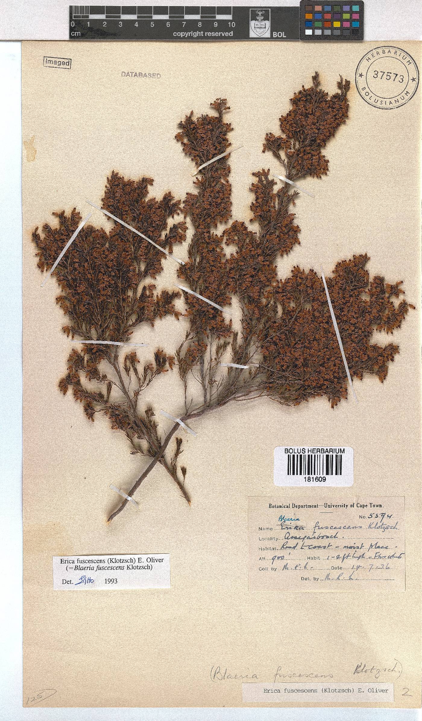 Erica fuscescens image