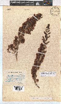 Erica fuscescens image