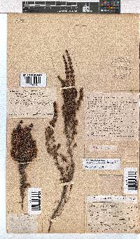 Erica fuscescens image