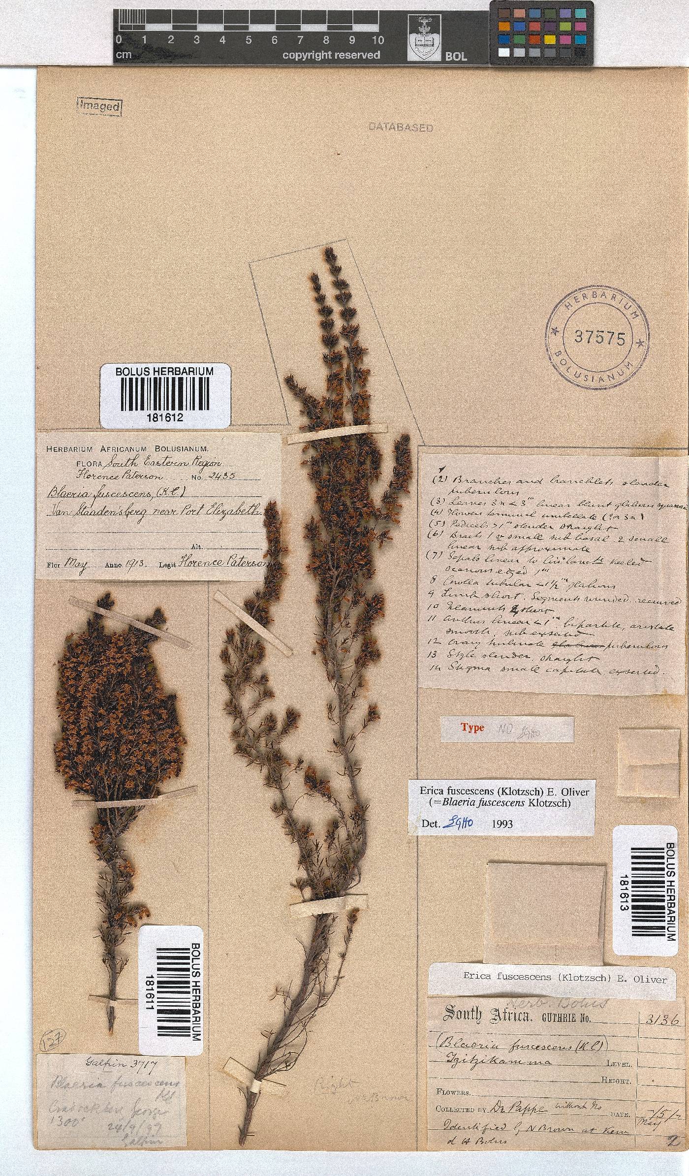 Erica fuscescens image