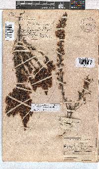 Erica fuscescens image