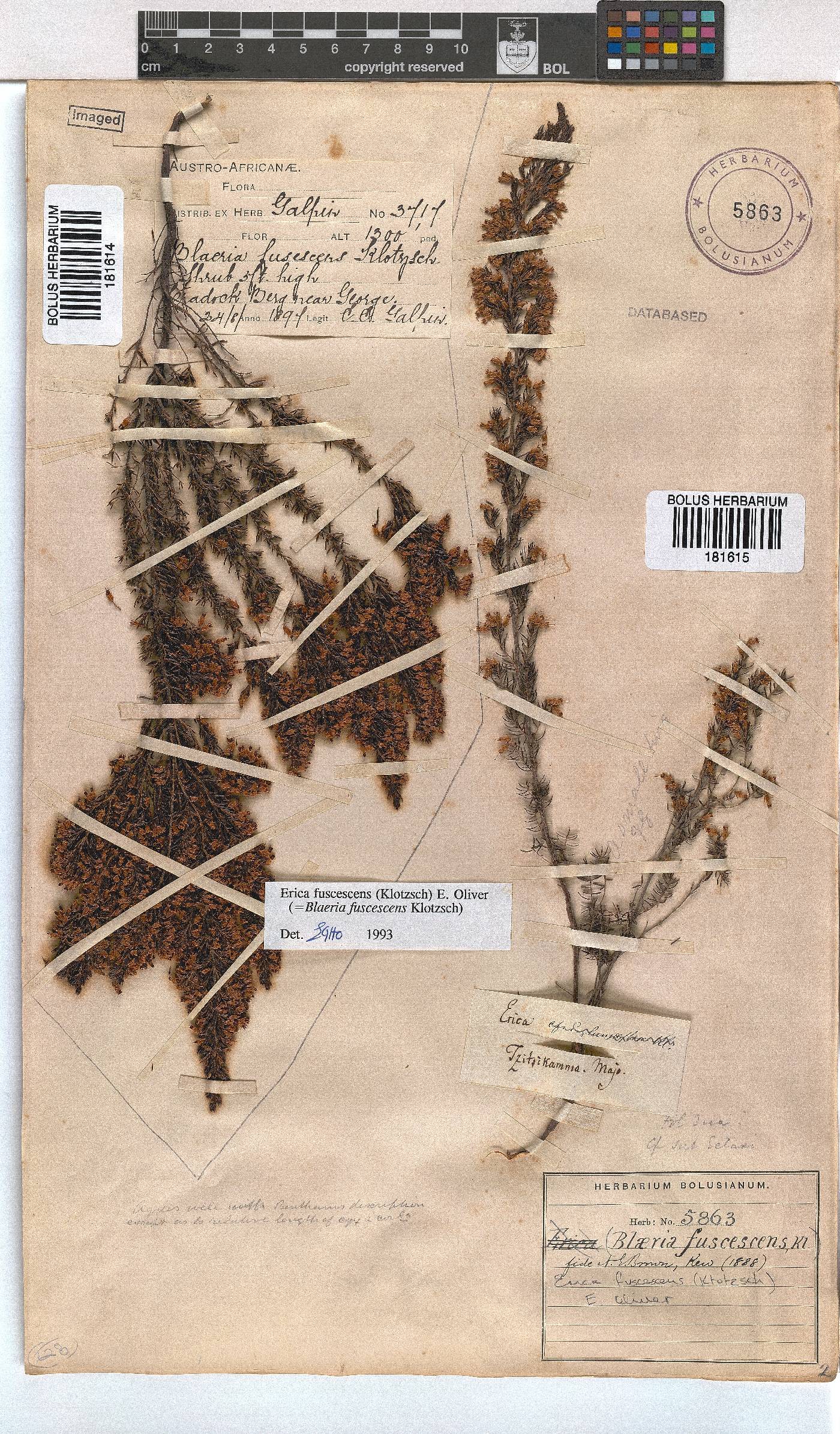 Erica fuscescens image