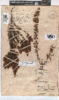 Erica fuscescens image