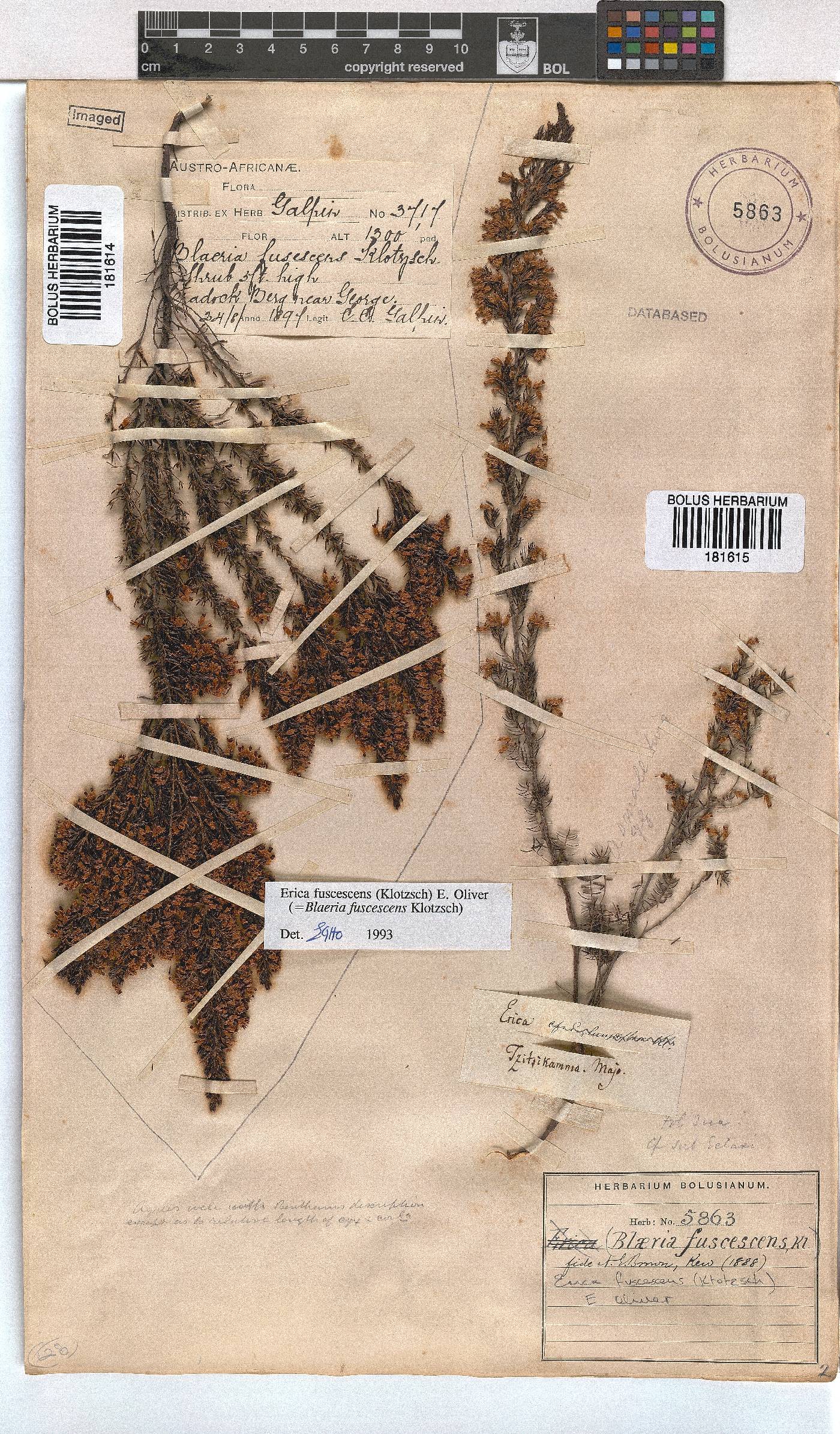 Erica fuscescens image