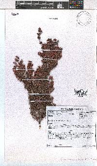 Erica longimontana image