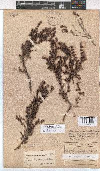 Erica longimontana image