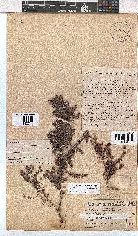 Erica longimontana image