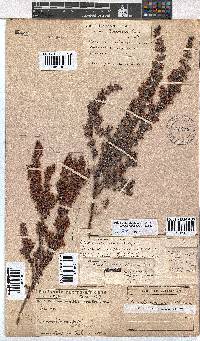 Erica longimontana image