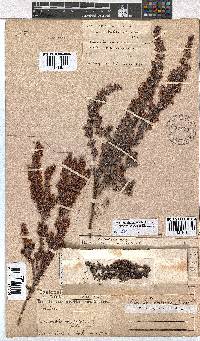 Erica longimontana image