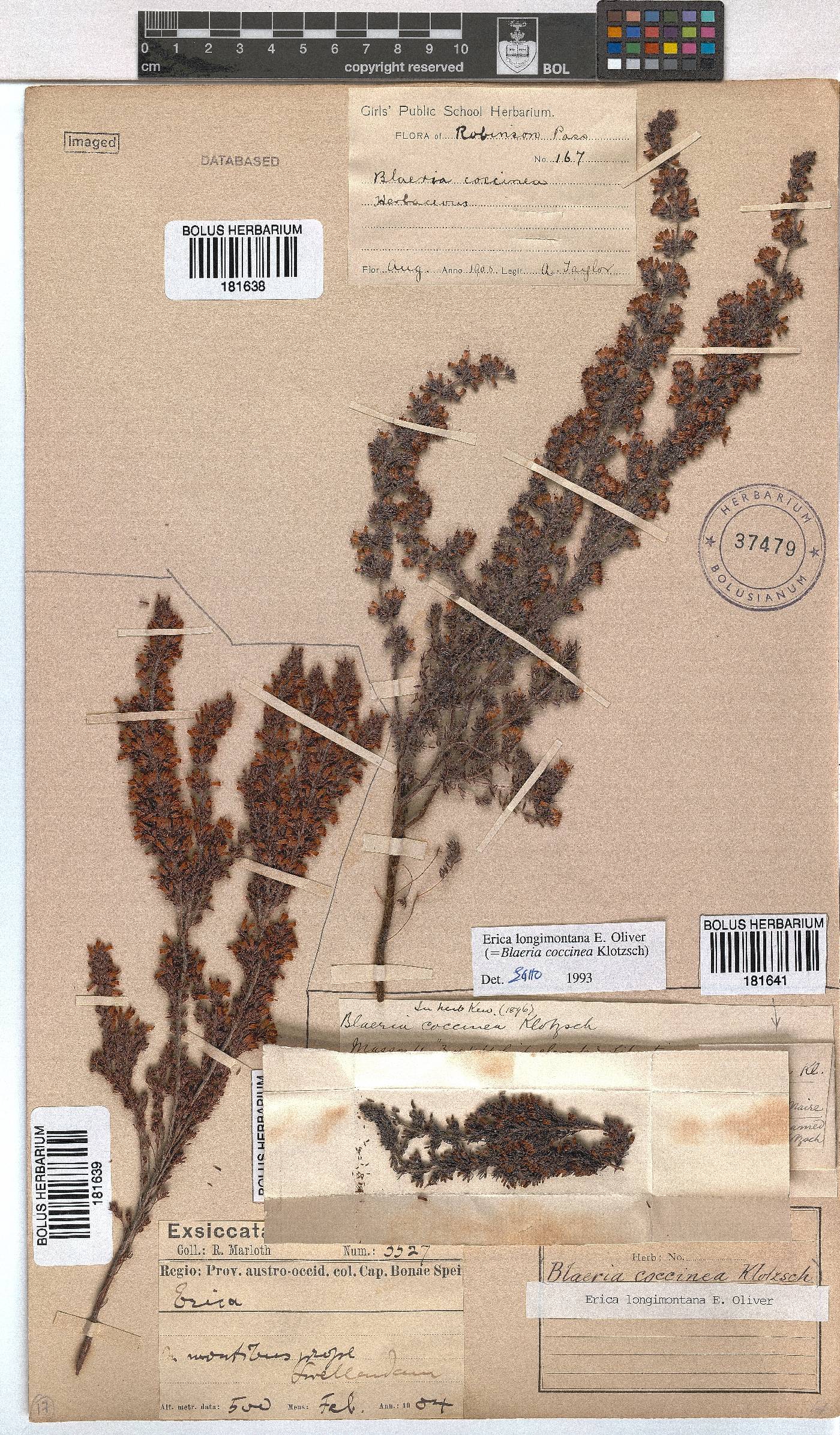 Erica longimontana image