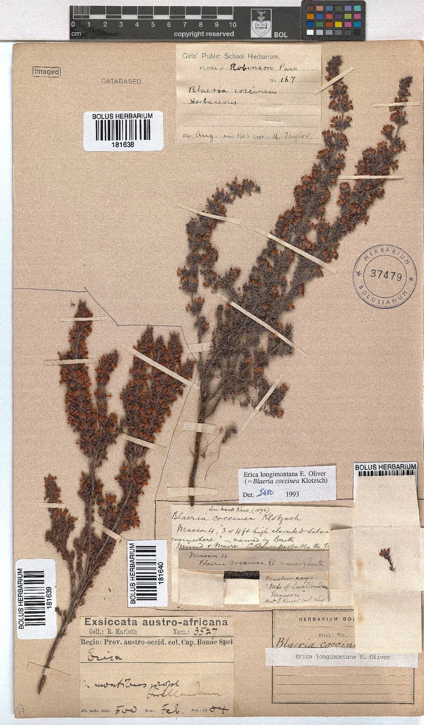 Erica longimontana image