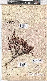 Erica longimontana image