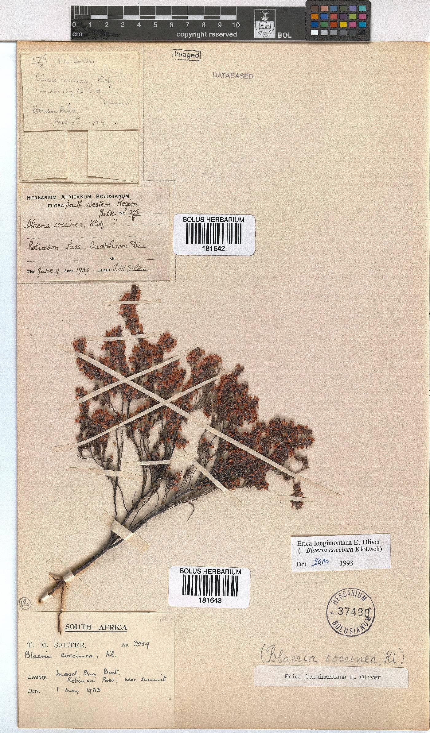 Erica longimontana image