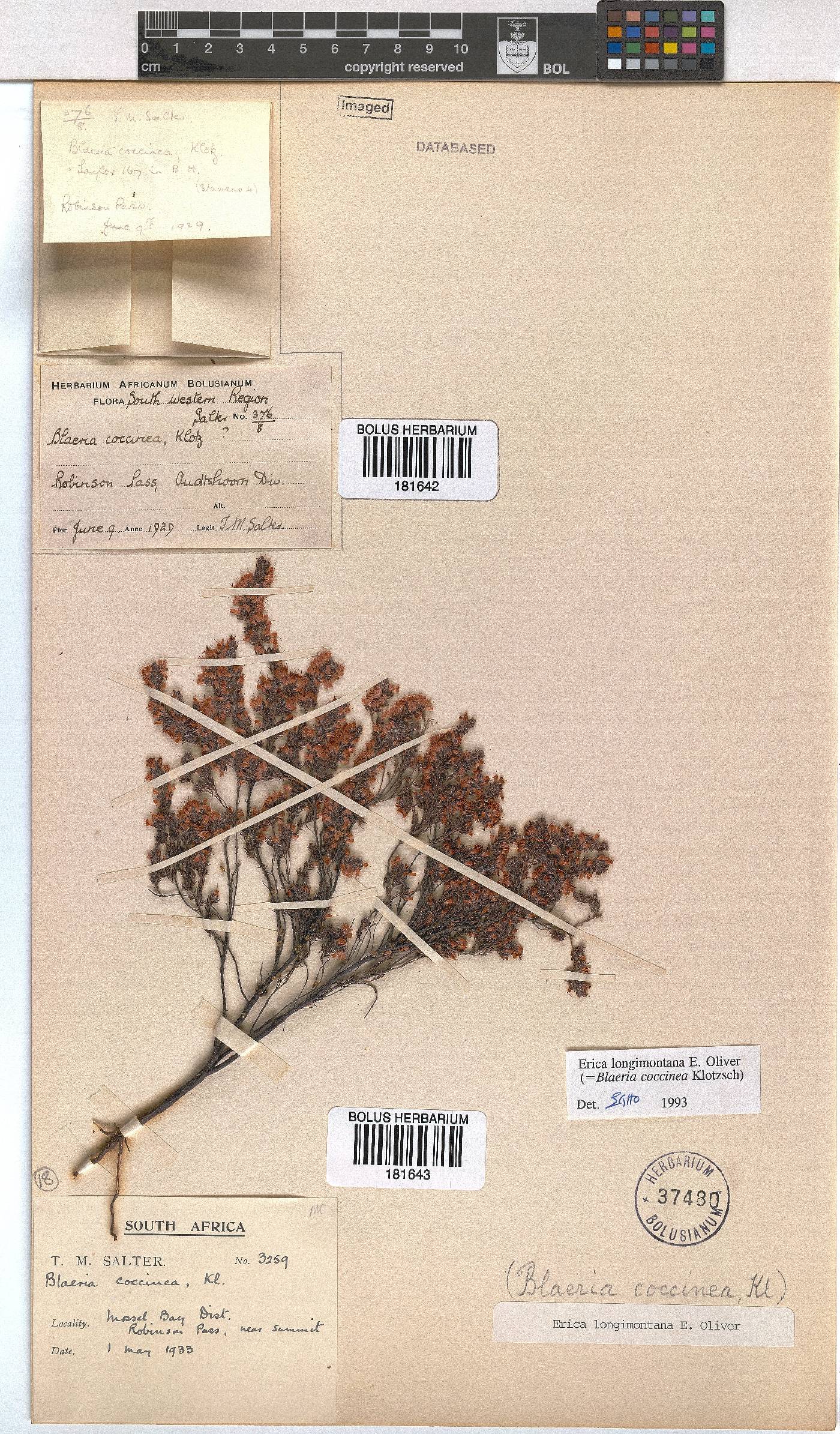 Erica longimontana image