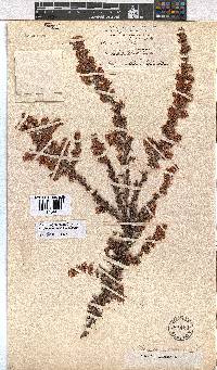 Erica longimontana image