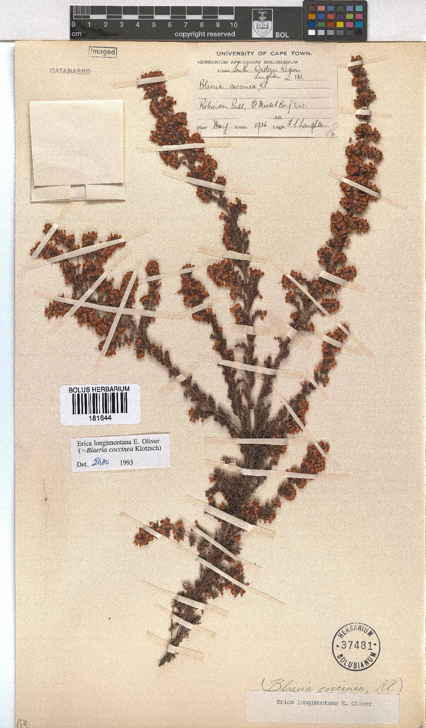Erica longimontana image