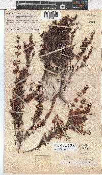 Erica longimontana image