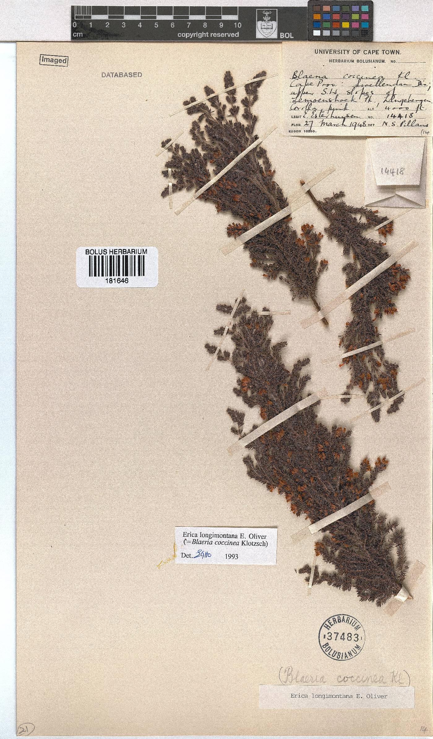 Erica longimontana image