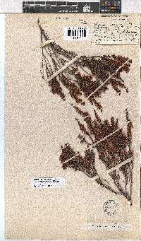 Erica longimontana image