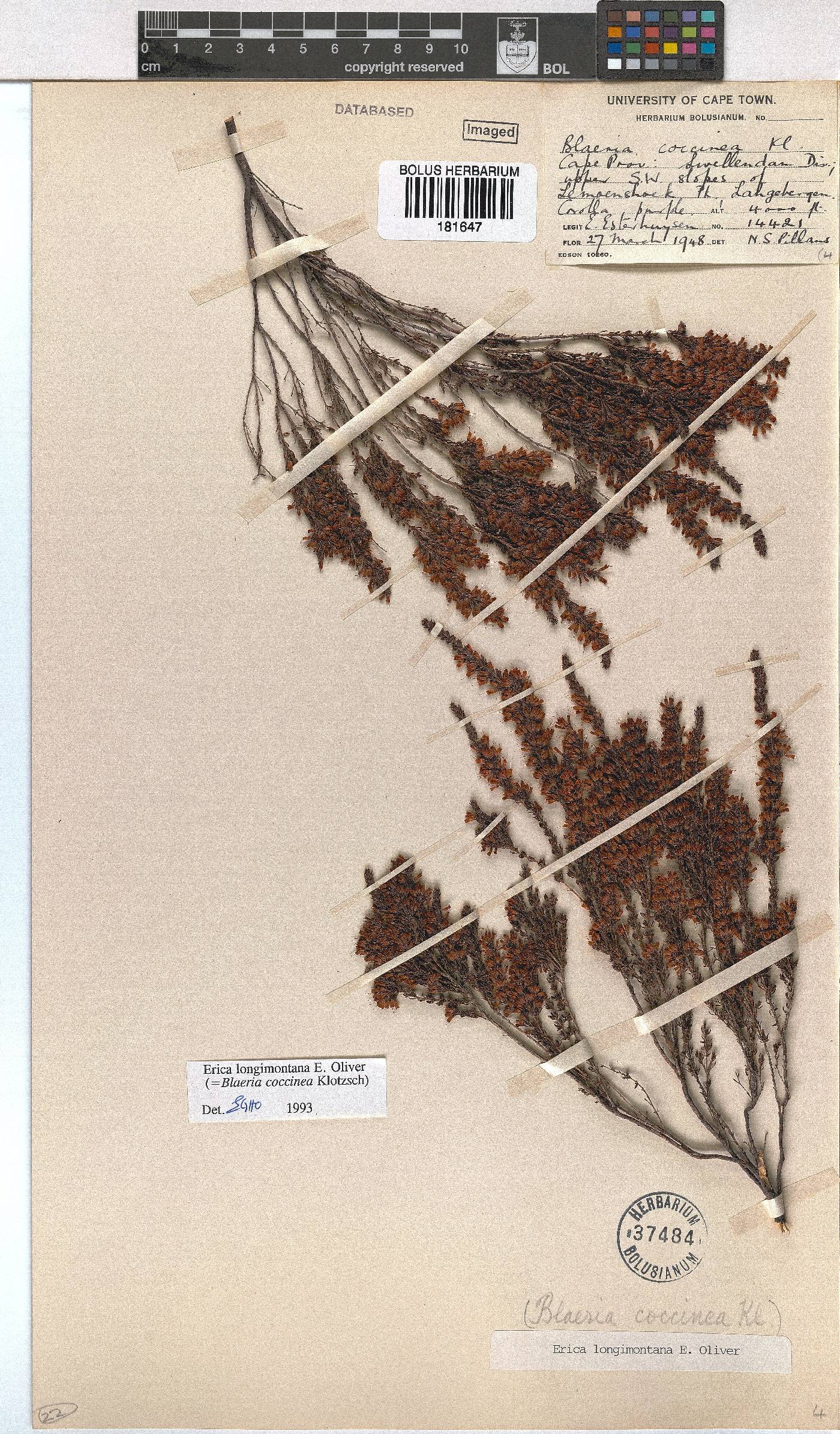 Erica longimontana image