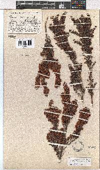 Erica longimontana image