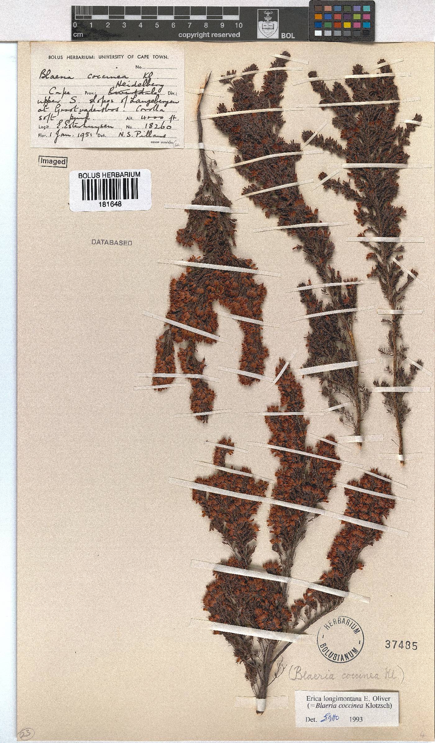 Erica longimontana image