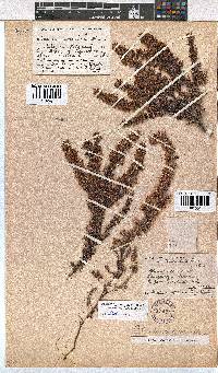 Erica longimontana image