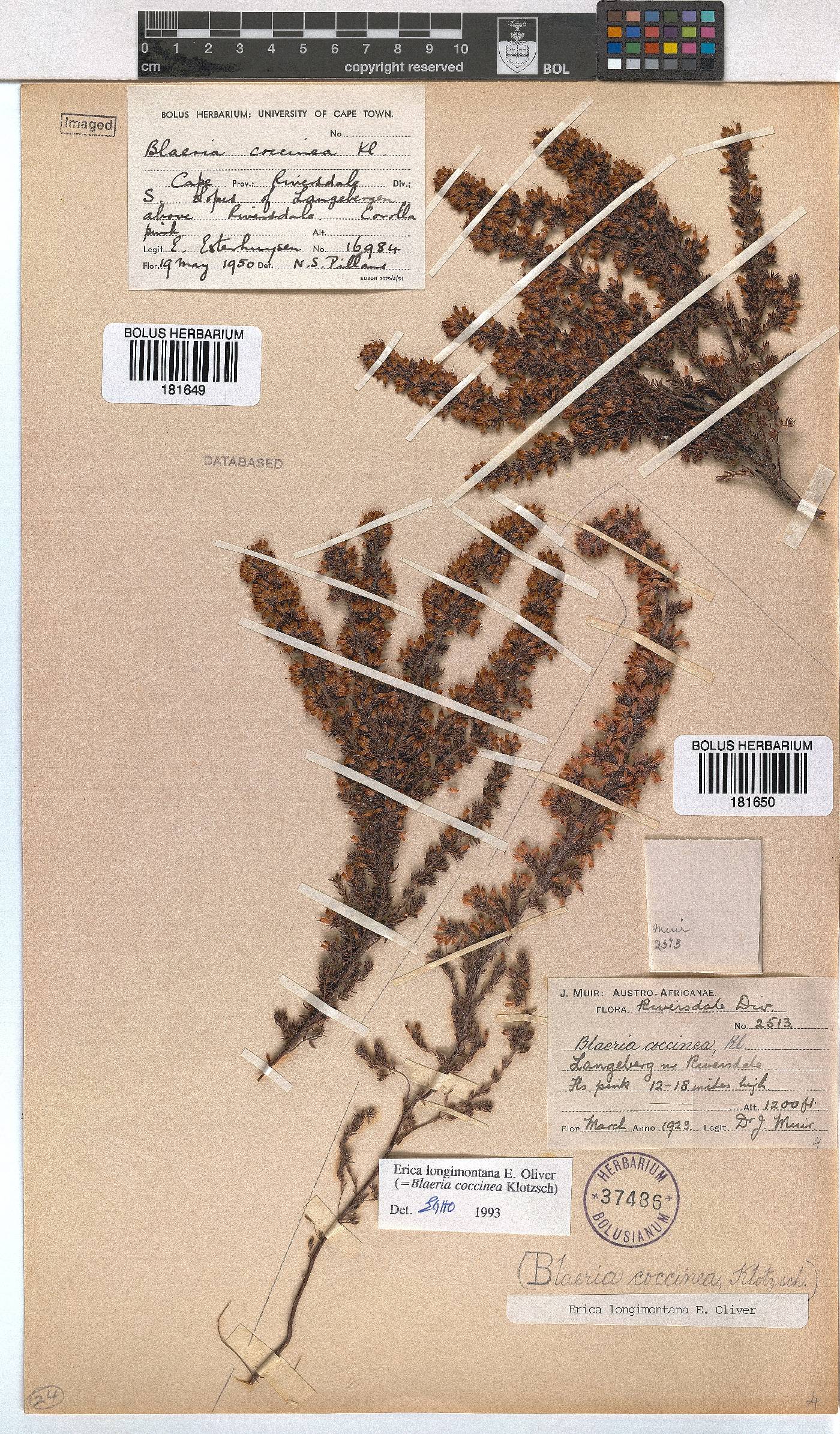 Erica longimontana image