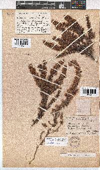 Erica longimontana image