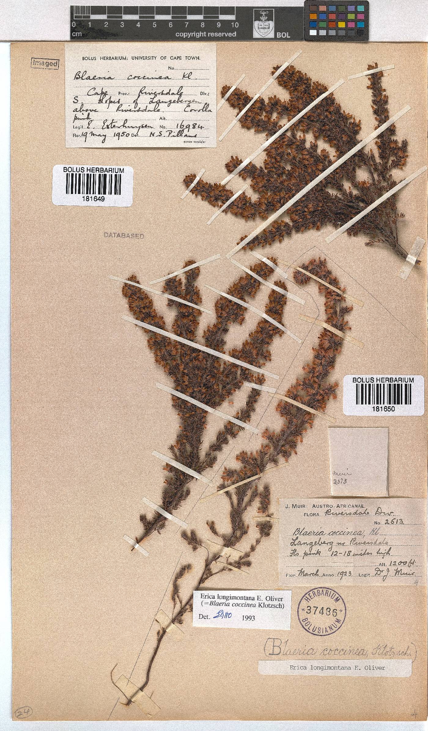 Erica longimontana image